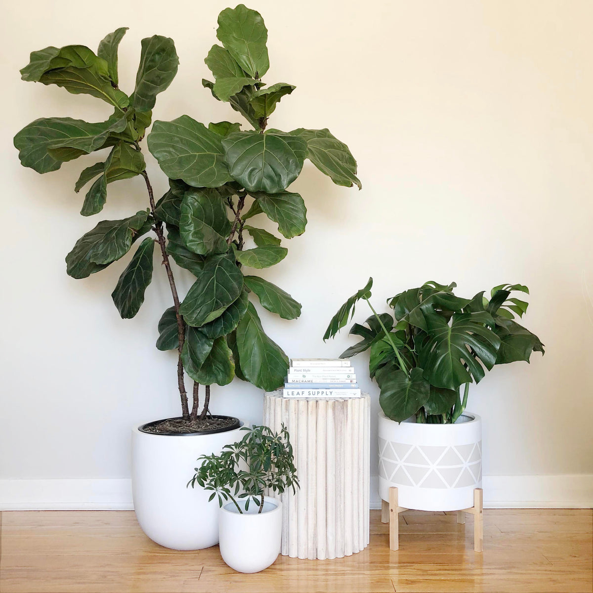 Fiddle Leaf Fig Plant Care | Fiscus Lyrata Indoor Plant Care – Common ...