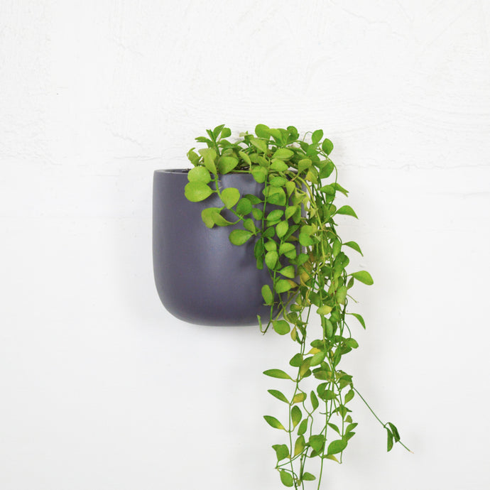 SOLID WALL PLANTERS | POTS - 45% OFF