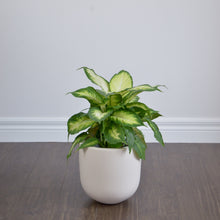 SMALL ESSENTIAL POT | PLANTER - 50% OFF