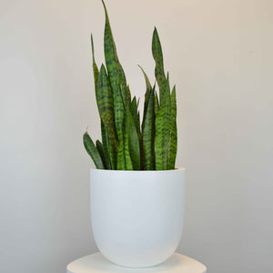 SMALL ESSENTIAL POT | PLANTER - 50% OFF