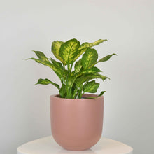 SMALL ESSENTIAL POT | PLANTER - 50% OFF