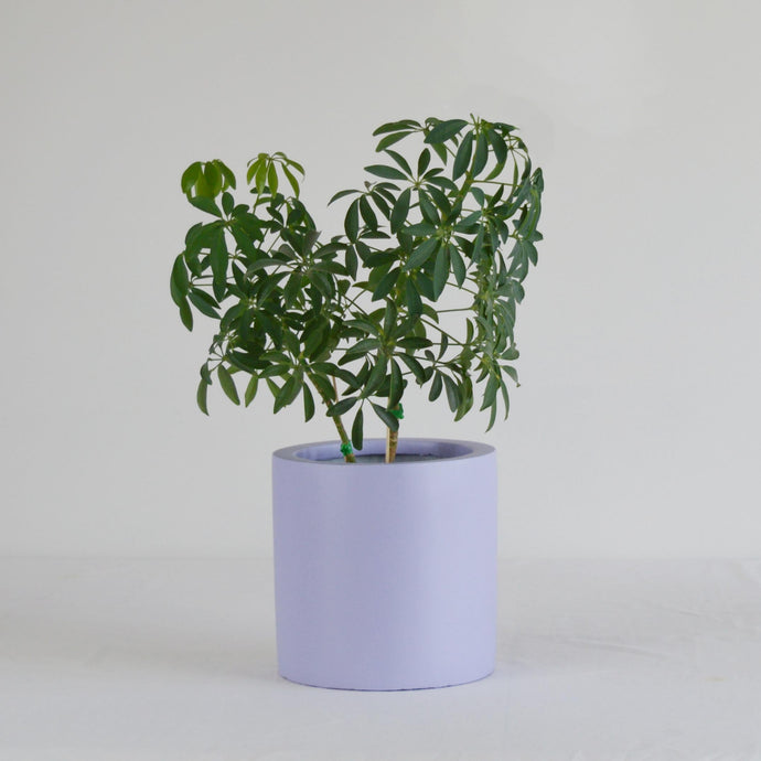 MEDIUM CYLINDER POT | PLANTER - 40% OFF