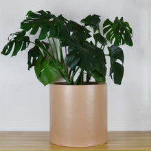 CAMEL PLANTER WITH A MONSTERA DELICIOSA