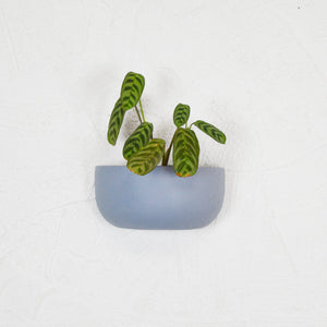 SOLID WALL PLANTERS | POTS - 45% OFF