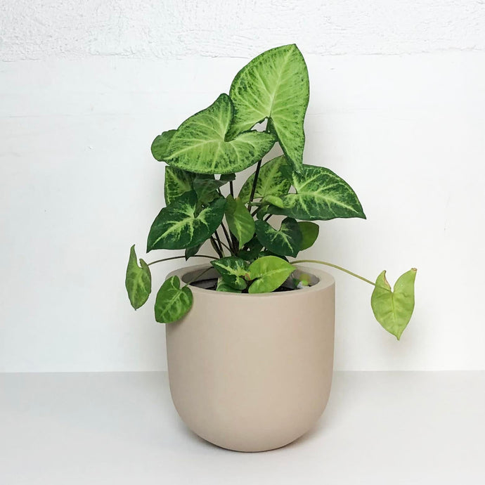 SMALL ESSENTIAL POT | PLANTER - 50% OFF