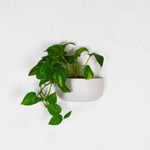 SOLID WALL PLANTERS | POTS - 45% OFF