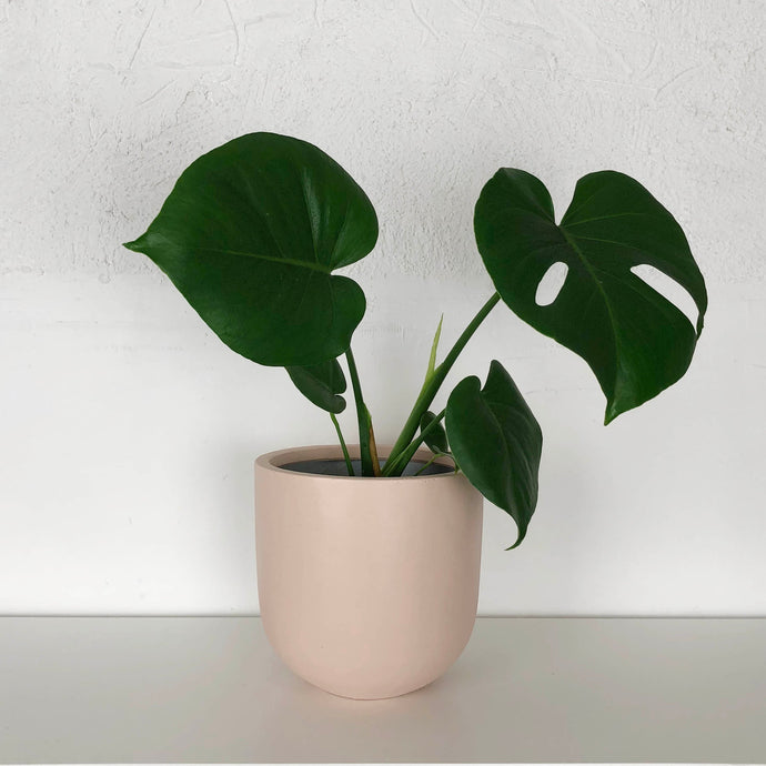 SMALL ESSENTIAL POT | PLANTER - 50% OFF