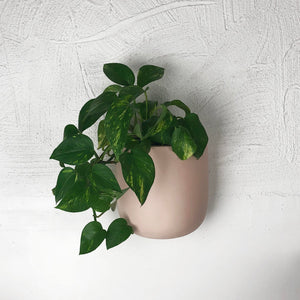 SOLID WALL PLANTERS | POTS - 45% OFF