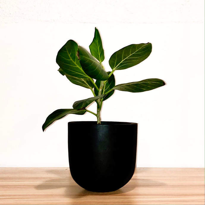 SMALL ESSENTIAL POT | PLANTER - 50% OFF