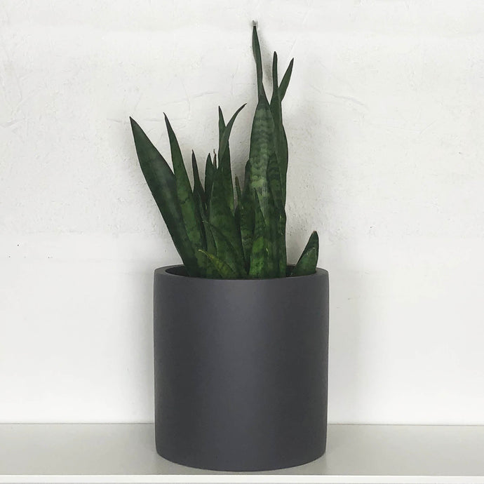 MEDIUM CYLINDER POT | PLANTER - 40% OFF