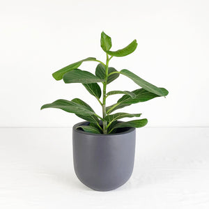 SMALL ESSENTIAL POT | PLANTER - 50% OFF