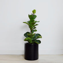 matte black cylinder with fiddle leaf fig