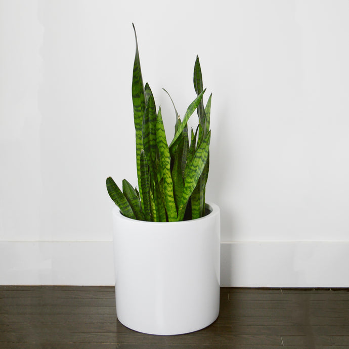 MEDIUM CYLINDER POT | PLANTER - 40% OFF