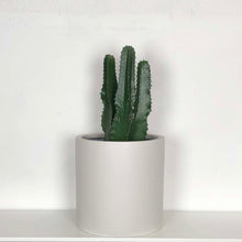 MUSHROOM COLOURED CYLINDER PLANTER POT WITH EUPHORBIA CACTUS PLANT