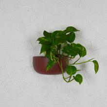 SOLID WALL PLANTERS | POTS - 45% OFF