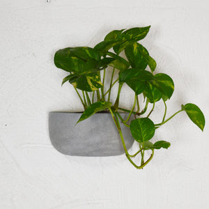 SOLID WALL PLANTERS | POTS - 45% OFF