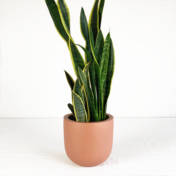 SMALL ESSENTIAL POT | PLANTER - 50% OFF