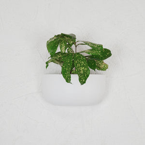 SOLID WALL PLANTERS | POTS - 45% OFF